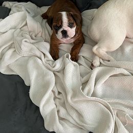 Bulldog Puppies from Kandyland Bulldogs