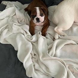 Bulldog Puppies from Kandyland Bulldogs