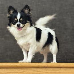 Snow - Chihuahua