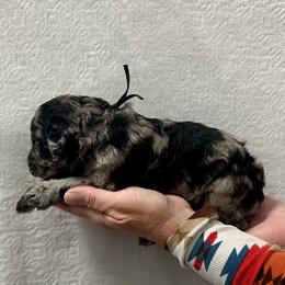 Black collar male - Black male Poodle puppy in Chino Valley, Arizona from Whiskey Row Royals