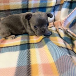 Kennedy - Blue French Bulldog puppy in Davenport, Iowa from QC Finest Frenchies & Brussels