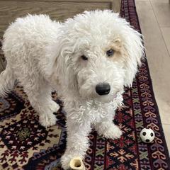 Double Doodles from Desert Double Doodles