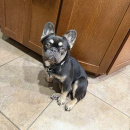 Debo - Tricolors male French Bulldog puppy in Billings, Montana from Yellowstone Frenchies