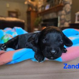 Zander - Black male Cavapoo puppy in Blackfoot, Idaho from Draper Mountain Doodles