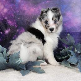 Wizard - Blue merle white and tan male Shetland Sheepdog puppy in Elk, Washington from Asgard Shetland Sheepdogs