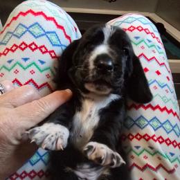 Girl 4 - Black and white female Basset Hound puppy in Shelbyville, Michigan from Buck Wild 4 Bassets