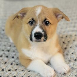 Pembroke Welsh Corgi Puppies from West Coast Corgi