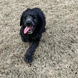 Donner - Black male Labradoodle puppy in Monticello, Georgia from Daylin’s Doodles & Labradors