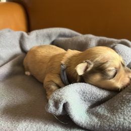 Carly - Fawn brindle female Havanese puppy in Starr, South Carolina from Home with Havanese