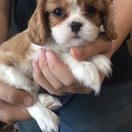 Cavalier King Charles Spaniel and Xoloitzcuintli Puppies from Kingslee Cavaliers