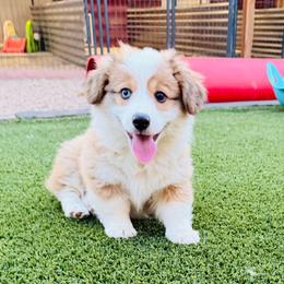 Raleigh - Red female Pembroke Welsh Corgi puppy in Denver, Colorado from Monarch Corgis