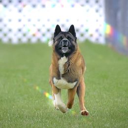 Akita All Grown Up from Firebrand Akitas