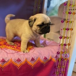 Pug Puppies from Hugs Pugs