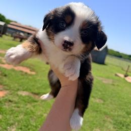 Annie - Black tri-color female Australian Shepherd puppy in Cushing, Oklahoma from Midwest LP Aussies