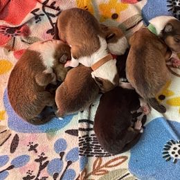 Collie Puppies from Vintage Collies