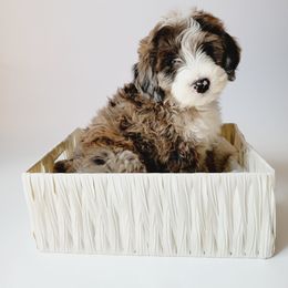Aussiedoodle, Miniature Australian Shepherd, and Poodle Puppies from Fine and Dandy Aussiedoodles