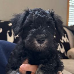Shadow - Black and silver male Miniature Schnauzer puppy in Akeley, Minnesota from Great Northern Schnauzers