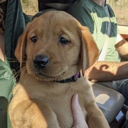 Labrador Retriever and Pomeranian Puppies from Prairie Ridge Kennel
