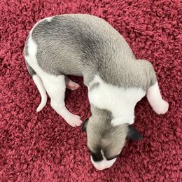Khloe - White and fawn female Whippet puppy in West Plains, Missouri from Sycamore Ridge Puppies