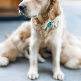 Golden Retriever Puppies from Big Rock Goldens