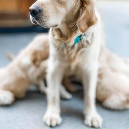 Golden Retriever Puppies from Big Rock Goldens