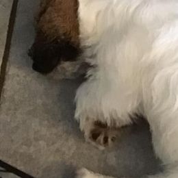 Russell Terriers and Spinoni Italiani from FOXFIELDS