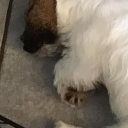 Russell Terriers and Spinoni Italiani from FOXFIELDS