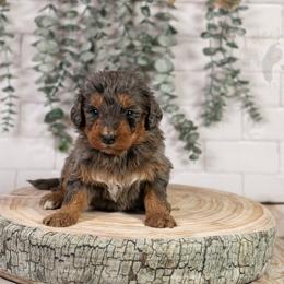Summit - Family Raised - Blue merle female Bernedoodle puppy in Eureka, Illinois from Joley Aire Family Dogs