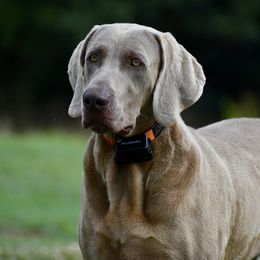 Daisy - Weimaraner