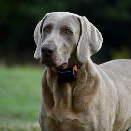 Daisy - Weimaraner
