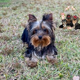 Preston - Black and tan male Yorkshire Terrier puppy in Bloomingdale, Georgia from Harrington Yorkies
