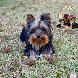 Preston - Black and tan male Yorkshire Terrier puppy in Bloomingdale, Georgia from Harrington Yorkies