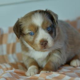 Carlson - Red merle male Toy Australian Shepherd puppy in Hartman, Arkansas from Southern Edition Aussies