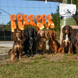 English Cocker Spaniel All Grown Up from SunSage Sporting Dogs