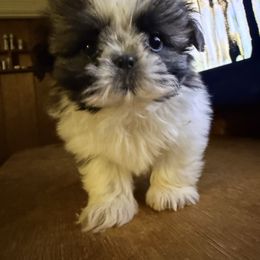 Freddy - Brindle and white male Shih Tzu puppy in Lakewood, Ohio from Purelyshihtzupups