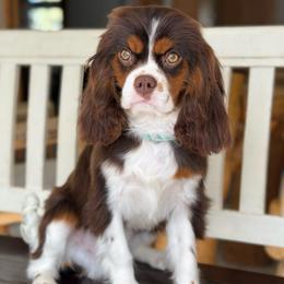 George - Cavalier King Charles Spaniel