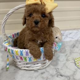 Poppy - Red  female Goldendoodle puppy in Cherry Tree, Pennsylvania from Plum Creek Acres Next Generation