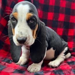 Yasmin - Black tan and white female Basset Hound puppy in Cleveland, Tennessee from Smokey Mtn Bassets