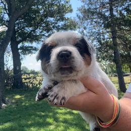 Tramp - Blue male Australian Cattle Dog puppy in Quapaw, Oklahoma from Hudsons Australian Cattle Dogs