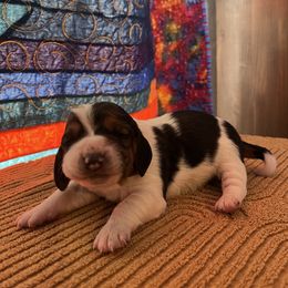 Boy 2 - Black brown and white male Basset Hound puppy in Noblesville, Indiana from Russell Bassets