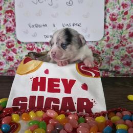 JellyBean (3000) - Blue merle female Chihuahua puppy in Tomball, Texas from Katie's Krew
