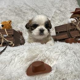 Teeter - Tricolor female Shih Tzu puppy in Middleboro, Massachusetts from Highland Farm