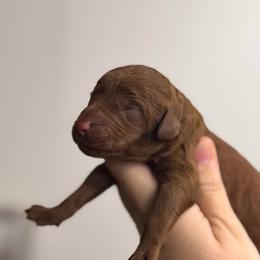 Rosie - Red  female Poodle puppy in Osyka, Mississippi from Southern Sunshine Standards