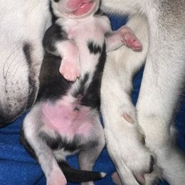 Siberian Husky Puppies from Husky Breeds