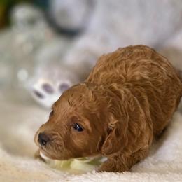 Sandpiper - Red  female Poodle puppy in Depew, Oklahoma from Poodles Perfected
