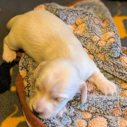 Leonard - Cream male Dachshund puppy in South Point, Ohio from Snuggle Bunny Dachshunds