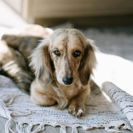 Luna - Dachshund