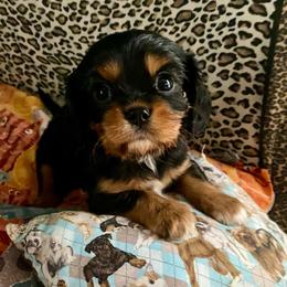 AKC Black and tan boy - Black and tan male Cavalier King Charles Spaniel puppy in Fort White, Florida from Animal Encore’s Cavalier King Charles Spaniels