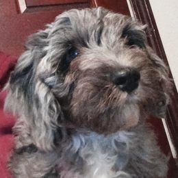 Clove - Merle male Cavapoo puppy in East Providence, Rhode Island from Marta's Cavaliers