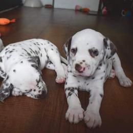 Dalmatian Puppies from Sublime Dalmatians
